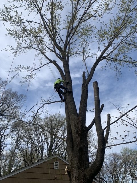 Arborist removing tree