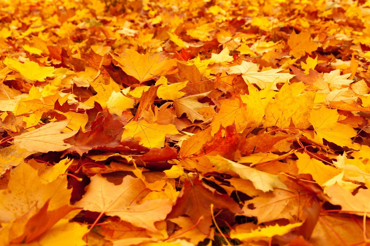 autumn, autumn leaves, fall