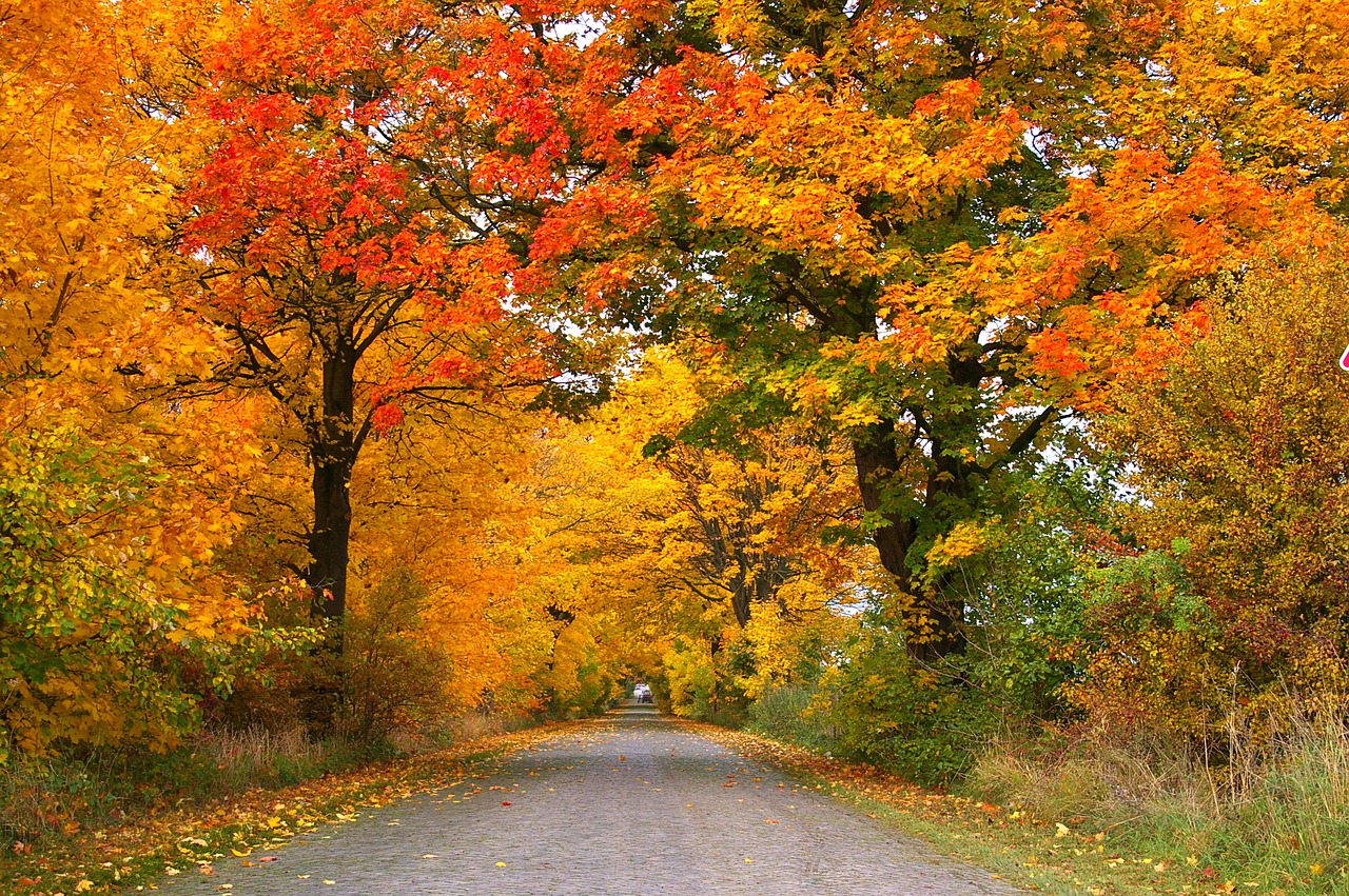 autumn, avenue, trees