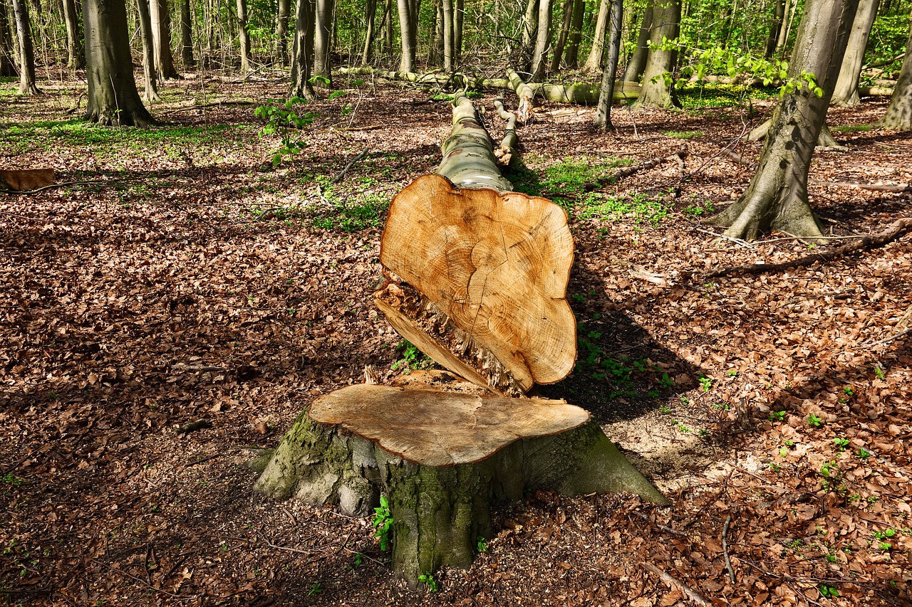 log, wood, cut