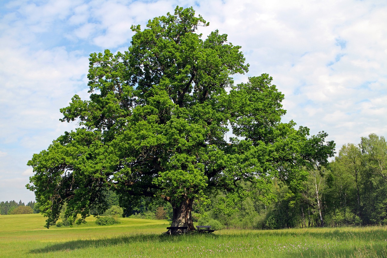 oak, tree, individually