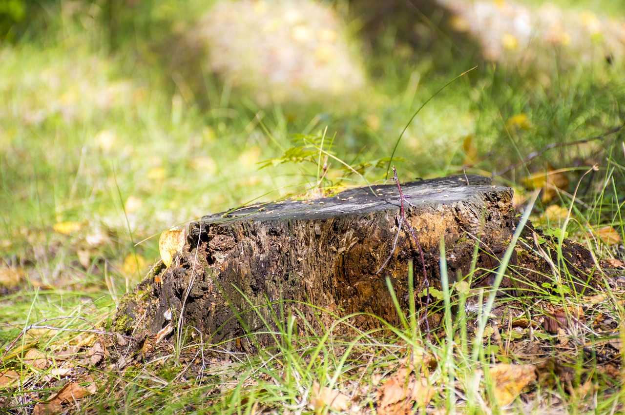 stump, summer, grass