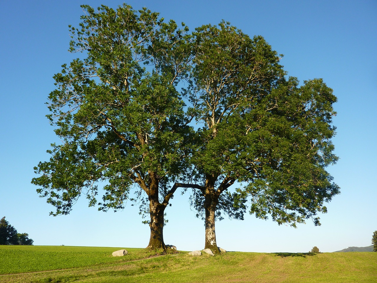 trees, ash, ash gate